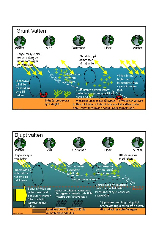 Schematisk bild över effekterna av cyanobakteriernas massförekomst i Östersjön.
