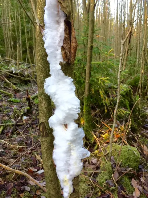 På en trädstam i skogen har is liknande ull även kallad håris bildats.