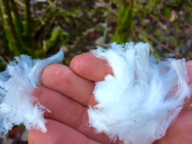 Is liknande hår hålls upp i en hand framför kameran.