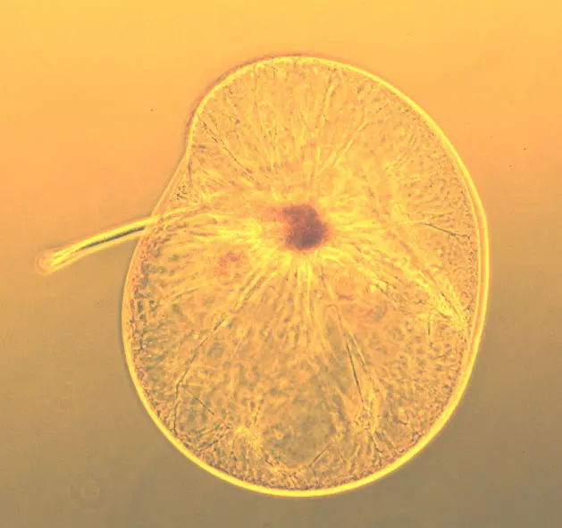 Mareld - Noctiluca
