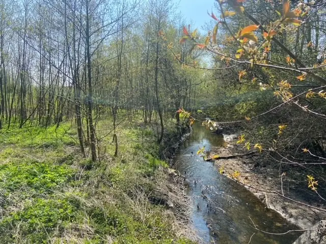 Photo of a smaller stream flowing through woodland.