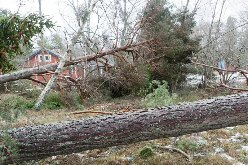 Stormfällda träd framför rött hus med vita knutar.