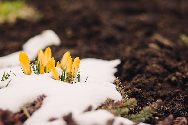 Vårblommor i snö