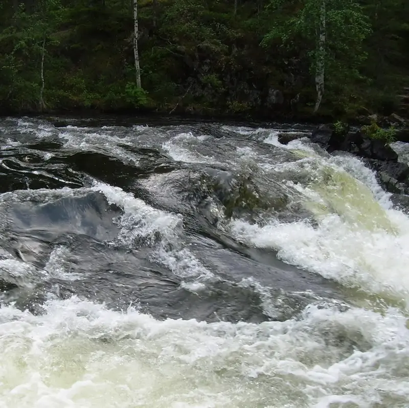 Vatten som forsar och virvlar nedför ett vattendrag i en skog.