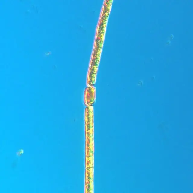Aphanizomenon