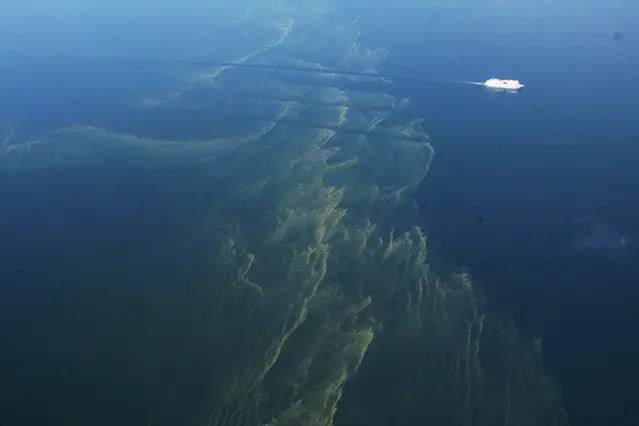 Massförekomst av cyanobakterier