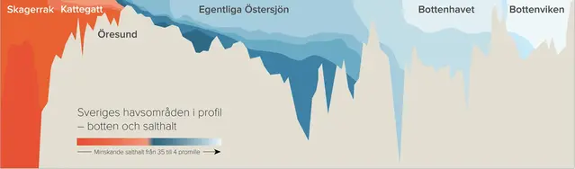 Längs den svenska kusten så är vattnet saltare på djupet än vid ytan.