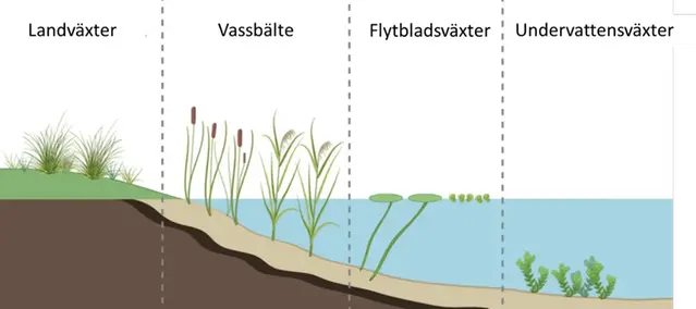 Illustration av ett strandområde våtmark  som visar att olika växter trivs i olika vattendjup