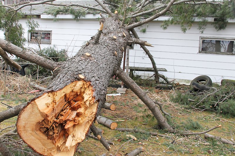 Tree from storm damages laying on a house.