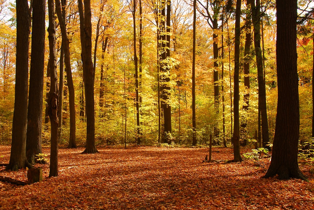 Skog på hösten