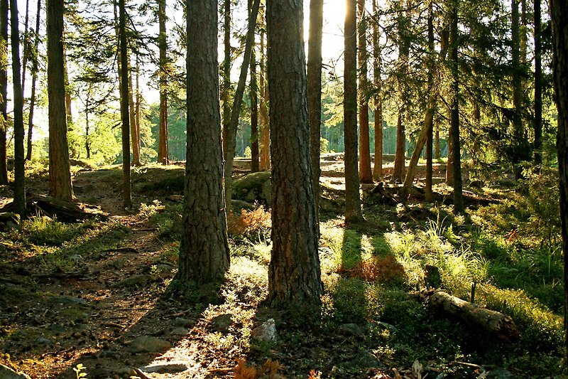 Sol som strilar mellan trädstammar i en skog.