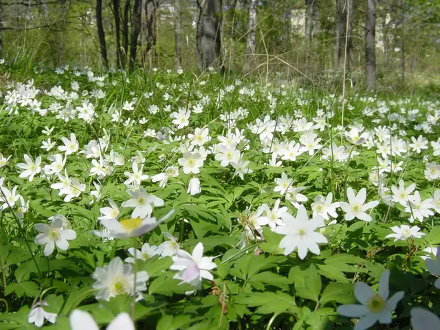 Vitsippor skog vår blommor