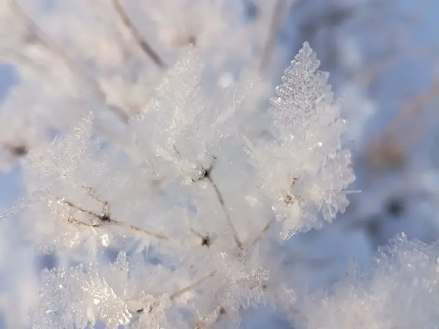 Frostkristaller Killstad norr om Karlstad 2017-12-17.