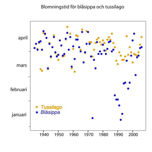 Diagram över blomningstid för tussilago och blåsippa