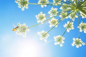 Blomma och pollinering i motljus.