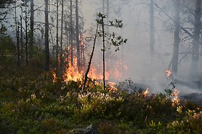 Bild på brand i skog.