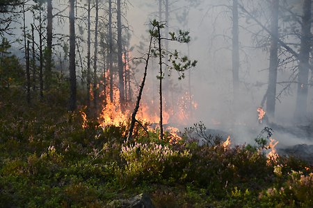 Bild på brand i skog.