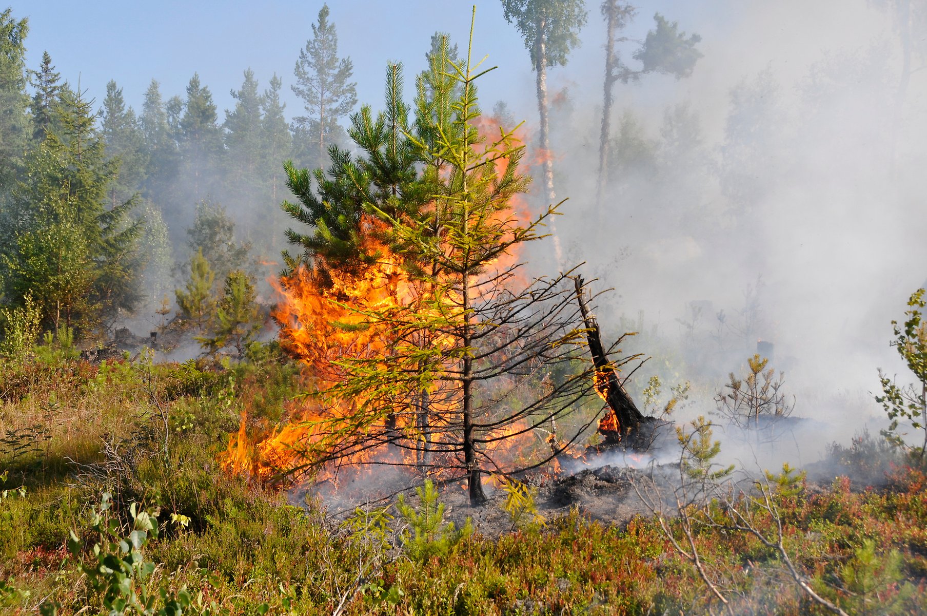 En liten gran brinner i skogsbrand och röken ligger tät i skogen omkring. 