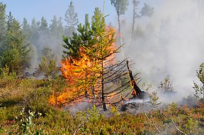 En liten gran brinner i skogsbrand och röken ligger tät i skogen omkring. 